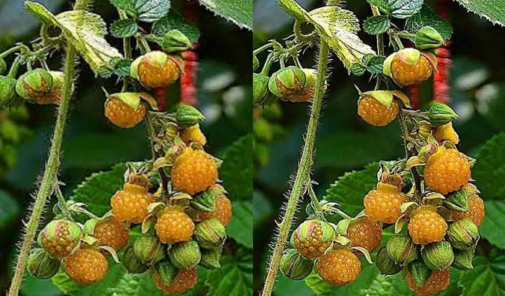 औषधीय गुणों से भरपूर है खट्टा-मीठा हिसालू  