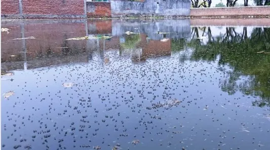 पीलीभीत: घनी आबादी के बीच रातोंरात खाली प्लाट बना तालाब, फिर हो गए नर्क जैसे हालात