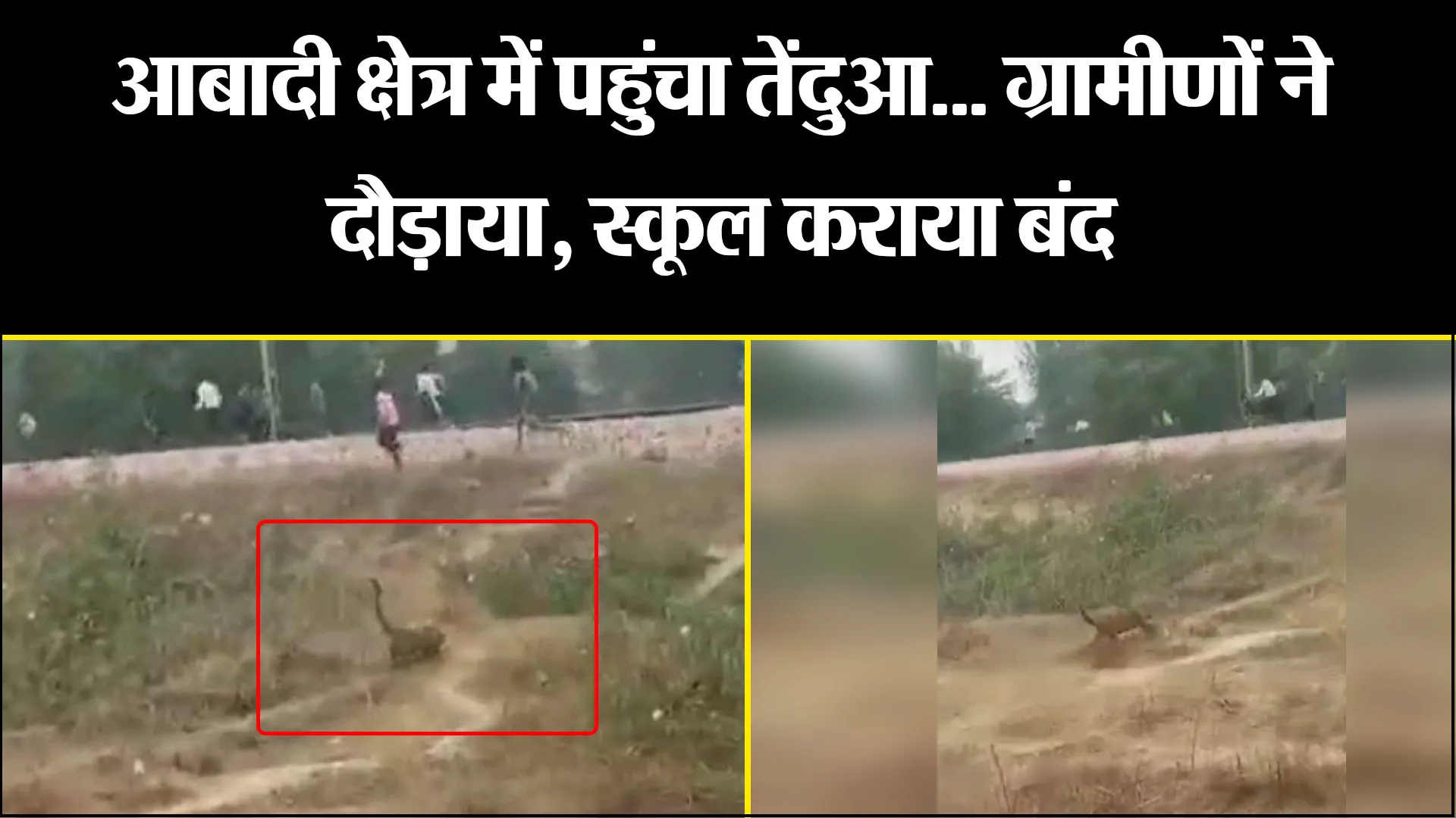 पीलीभीत: आबादी क्षेत्र में पहुंचा तेंदुआ... ग्रामीणों ने दौड़ाया, स्कूल कराया बंद