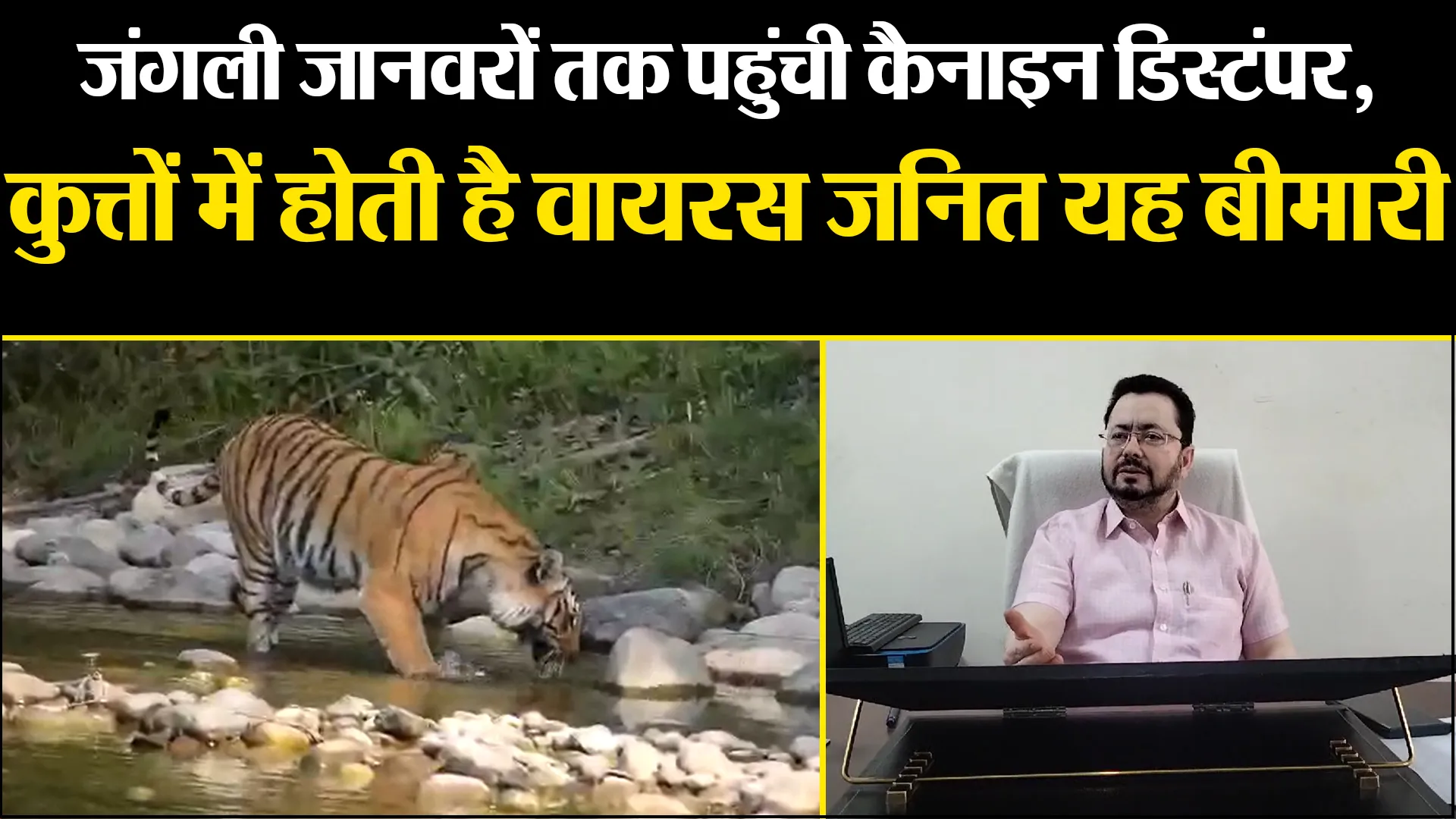 हल्द्वानी: जंगली जानवरों तक पहुंची कैनाइन डिस्टंपर, कुत्तों में होती है वायरस जनित यह बीमारी 