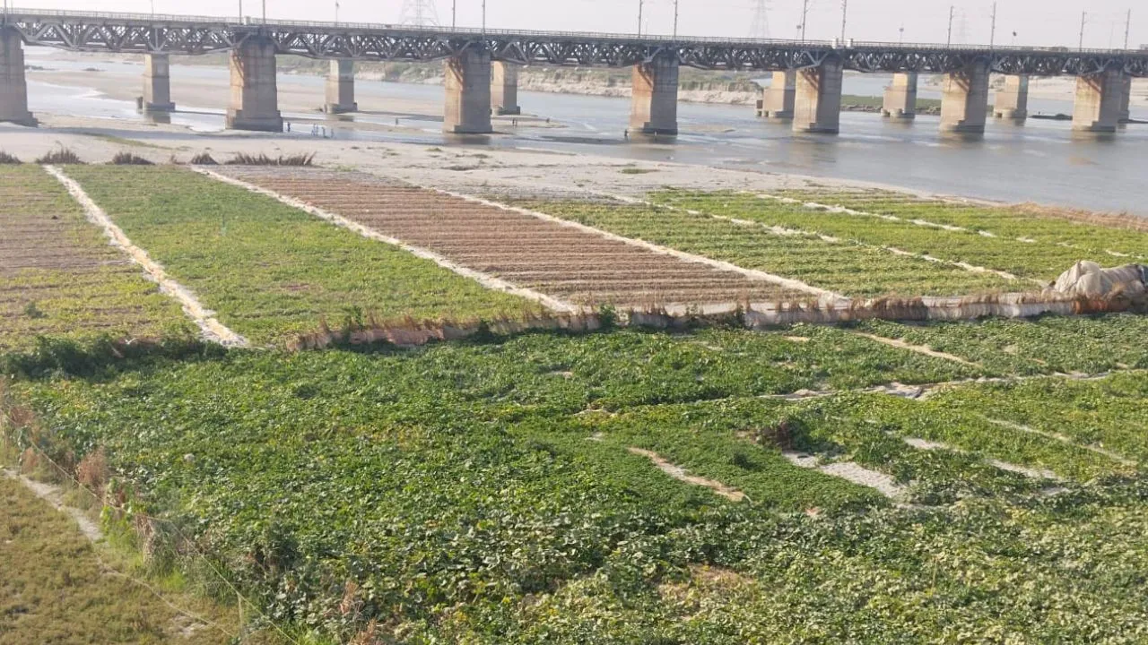 Unnao: सूरज की तेज तपिश के कारण जायद फसल समय से पहले झुलसी...लागत और मुनाफा न होने के कारण किसान मायूस