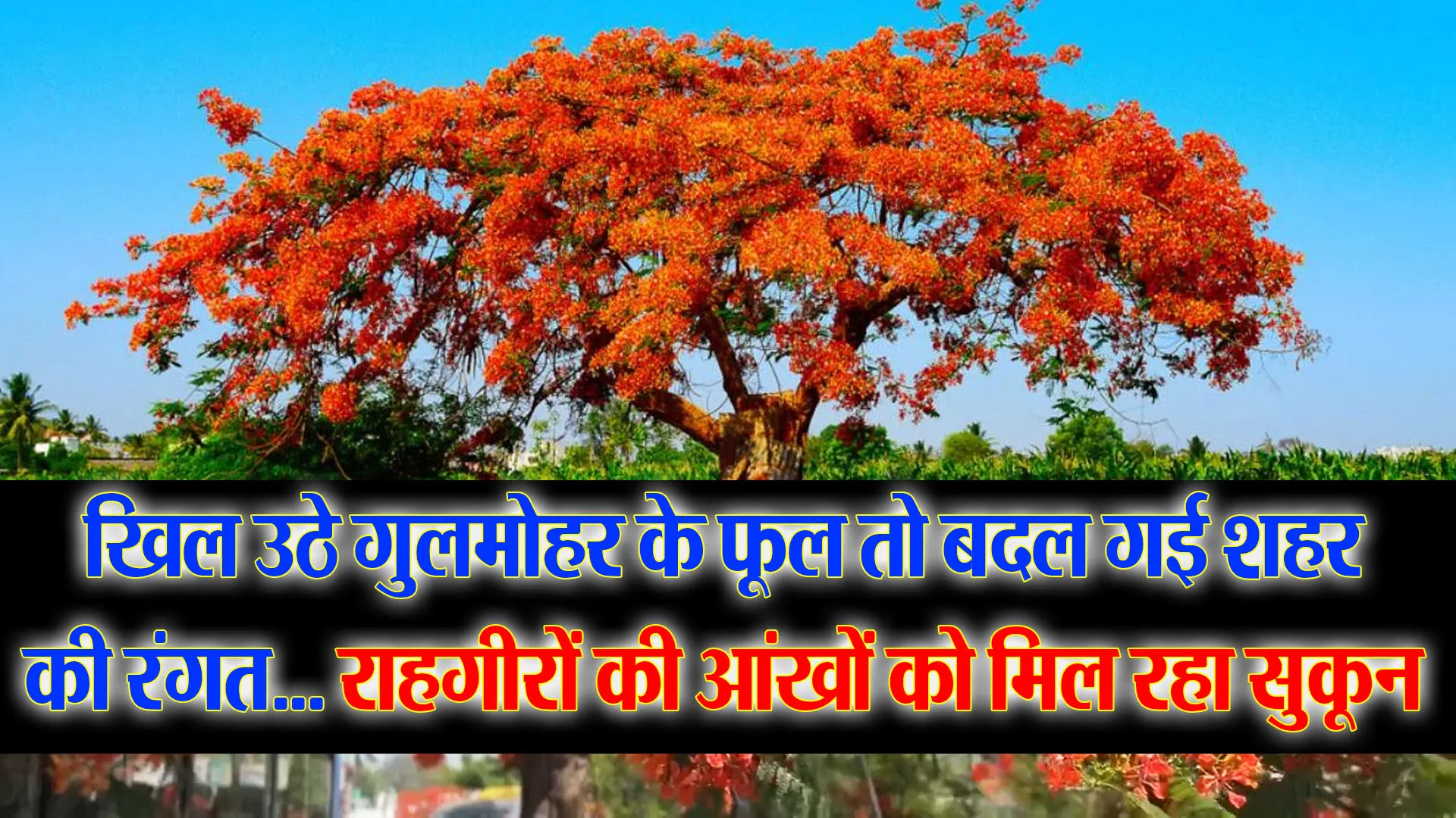 हल्द्वानी: खिल उठे गुलमोहर के फूल तो बदल गई शहर की रंगत... राहगीरों की आंखों को मिल रहा सुकून