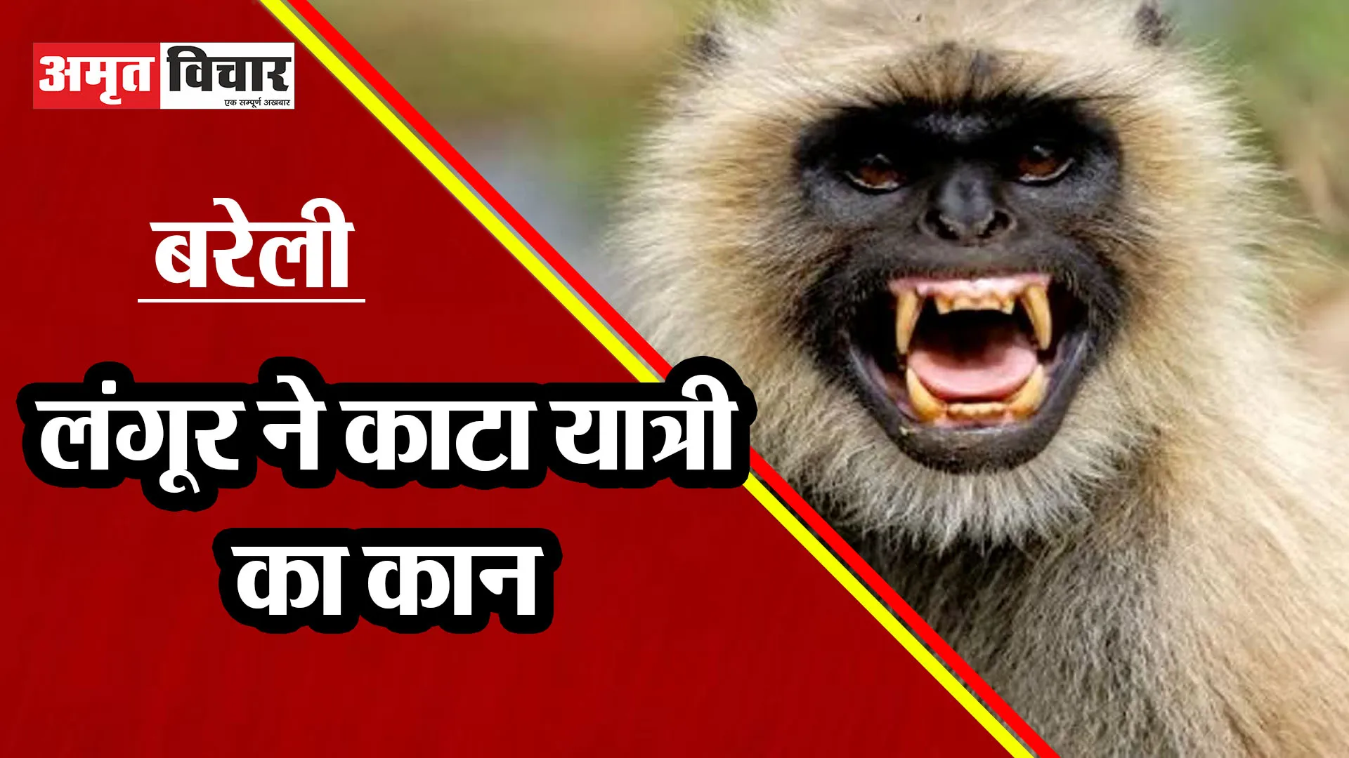 बरेली: इज्जतनगर रेलवे स्टेशन पर 'लंगूर का हमला'...यात्री का काटा कान