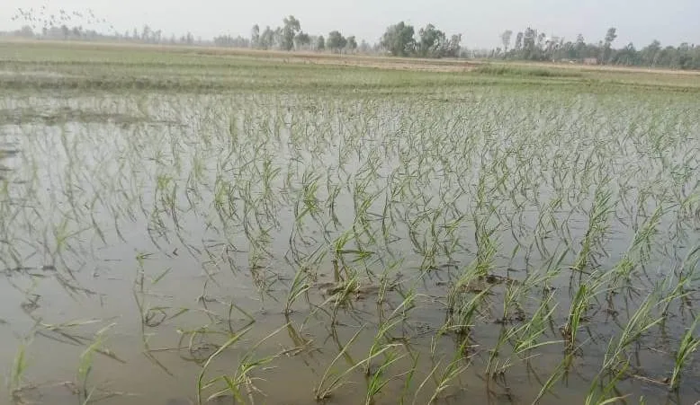 पीलीभीत: सैकड़ों एकड़ जमीन पर रोप दी प्रतिबंधित साठा धान की फसल, सूख चुकी गोमती नदी के पानी से भी हो रही सिंचाई