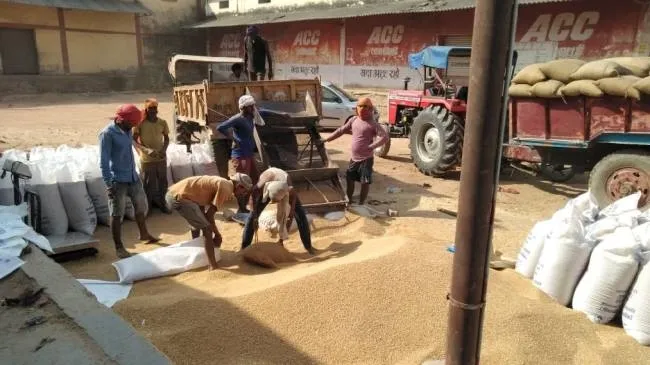 पीलीभीत: अब बिना सत्यापन कराए 200 क्विंटल तक केंद्रों पर गेहूं बेच सकेंगे किसान, शासन की ओर से दी गई ढील