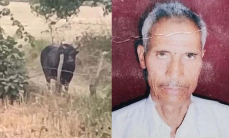 पीलीभीत: आवारा सांड ने ली एक और जान, नर्सरी की रखवाली कर रहे किसान को हमला कर मार डाला... मचा कोहराम 