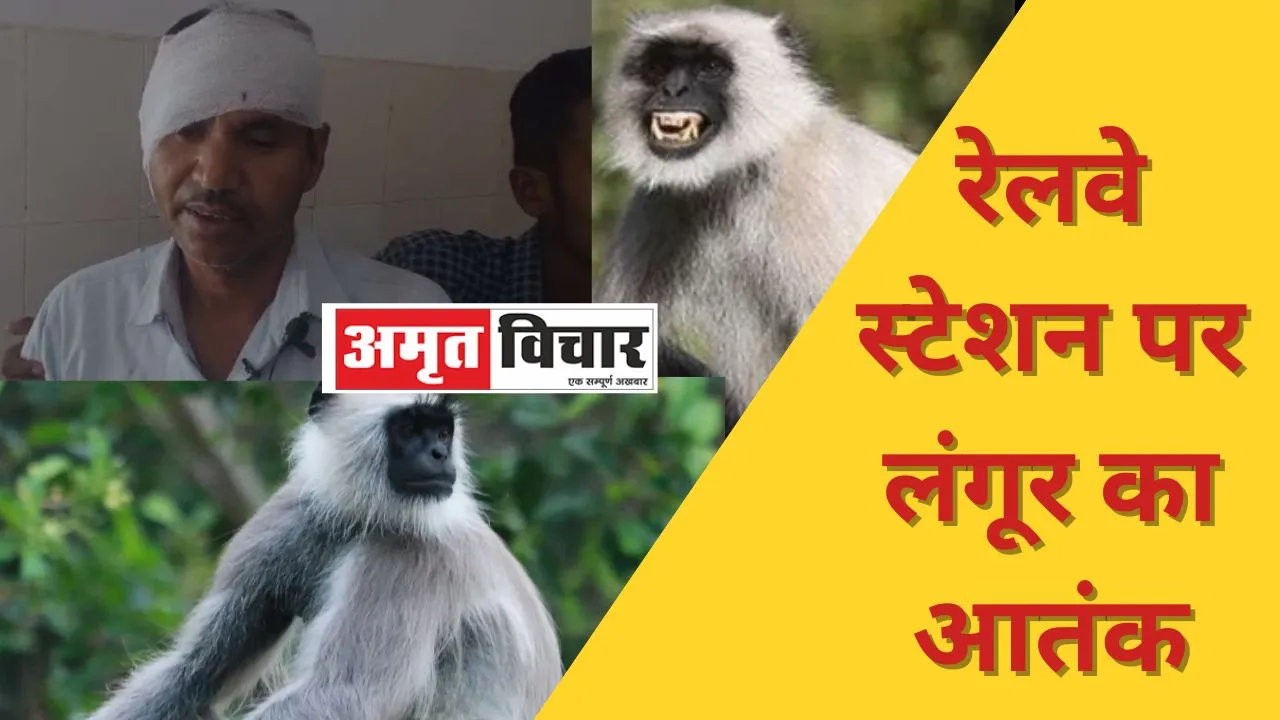 Bareilly News: रेलवे स्टेशन पर लंगूर का आतंक, यात्री पर हमला कर कान काटकर किया घायल