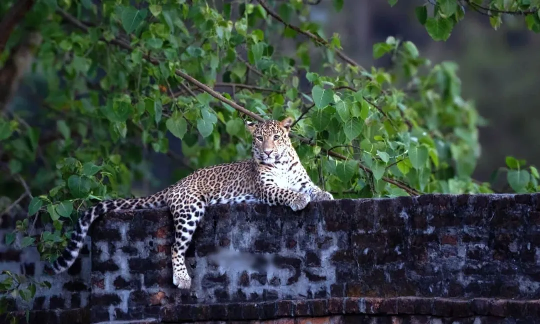 पीलीभीत: PTR में कुनबा बढ़ा तो बेघर होकर आक्रामक होने लगे तेंदुए, 14 दिन में सात हमले...संख्या 100 के पार 