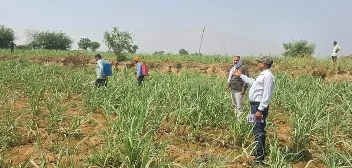 बदायूं: रेड रोग के बाद अब गन्ना की फसल को चोटी बेधक से खतरा