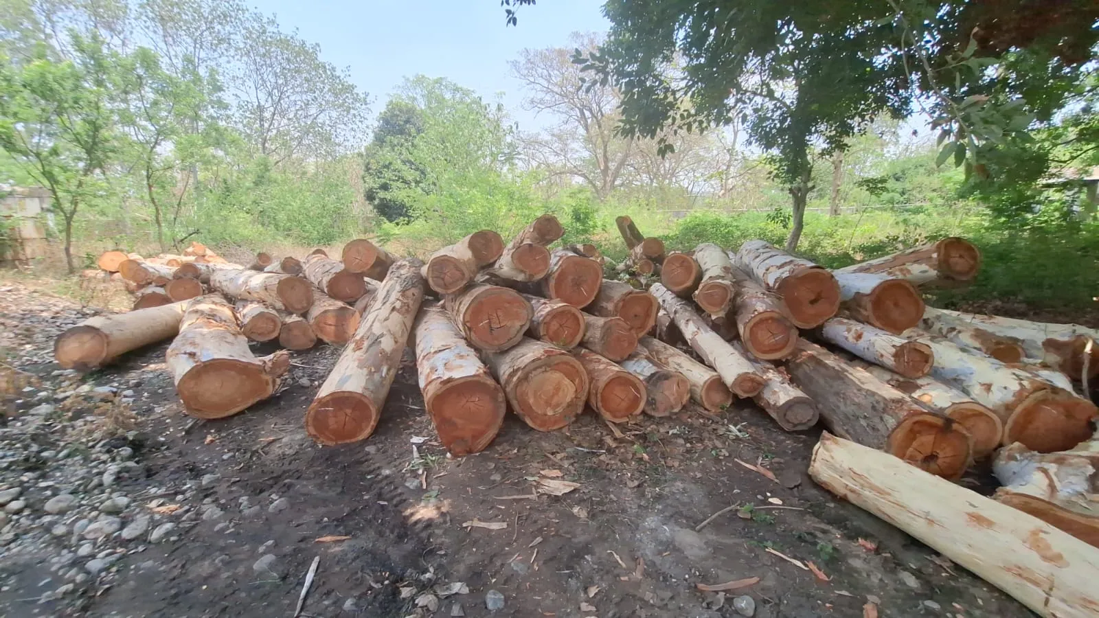 रामनगर: वन विभाग की टीम ने भारी मात्रा में जब्त किए अवैध लिप्टिस के 112 गिल्टे