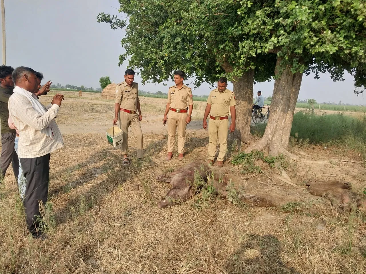 संभल: जंगली सूअरों की तस्करी के खेल का खुलासा, कराये मुक्त