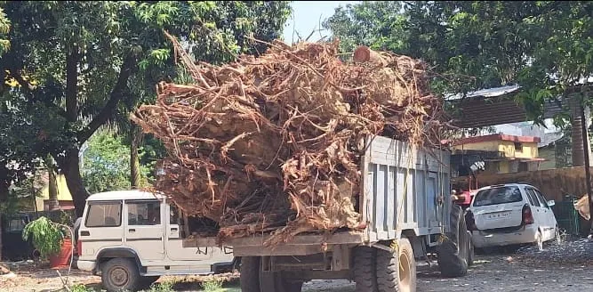 रामनगर: यूकेलिप्टिस से लदा डम्पर और जड़ों से लदी ट्राली वन कर्मियों ने पकड़ी