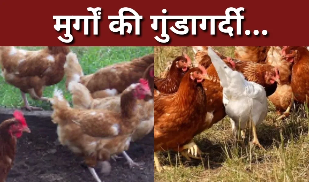 मुर्गों की गुंडागर्दी...आतंक से पूरा गांव परेशान, दिन-रात का चैन भी हराम