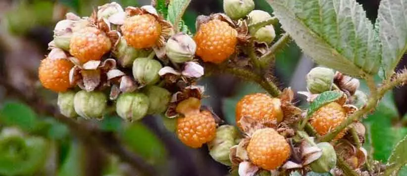 Wild-Edible-Plants-of-Uttarakhand