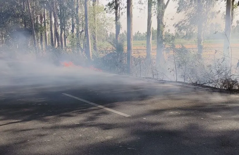 मुरादाबाद: मार्गों के किनारे पेड़-पौधों में धधक रही आग, वन विभाग बेखबर