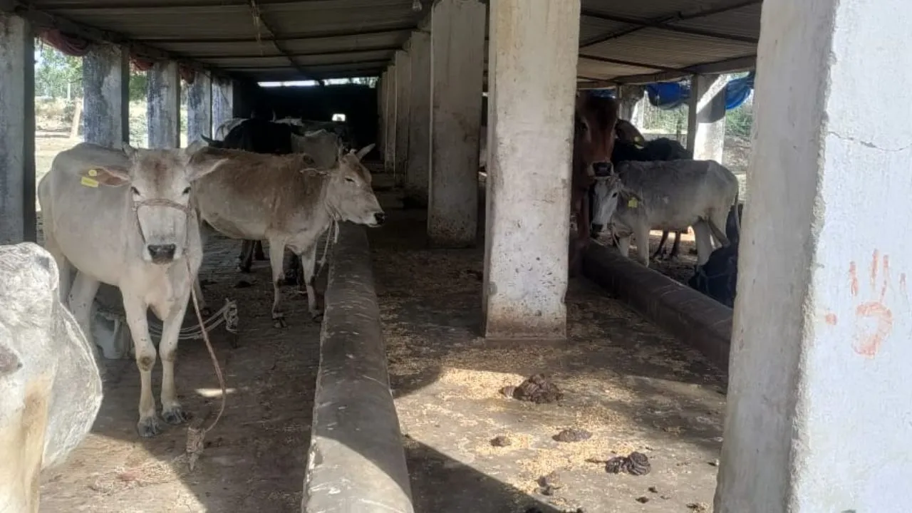 Unnao: दावों के विपरीत गौशालाओं में अव्यवस्थाओं का बोलबाला; गोवंशियों को नहीं उपलब्ध हो रहा भरपेट चारा