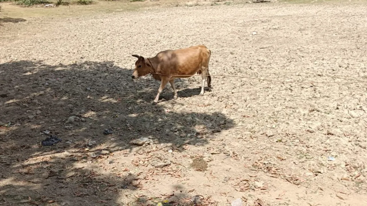 Unnao: सीडीओ ने बीडीओ को जारी किया तालाब भरवाने का आदेश, बोले- पशु-पक्षी पिएंगे पानी...भरे तालाबों की फोटो उपलब्ध कराएं