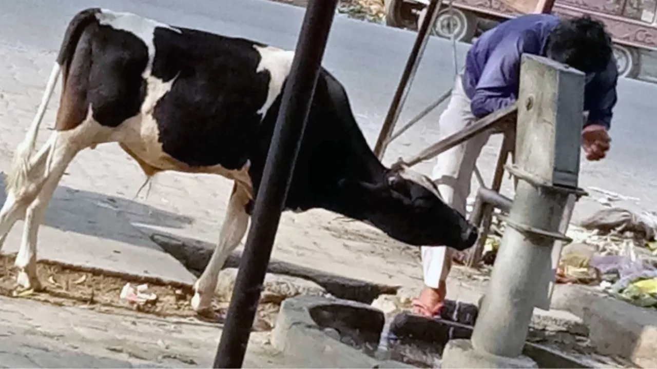 Kannauj: नौतपा: पहले दिन 43.5 डिग्री रहा तापमान, चली लू, बेजुबानों का हाल खराब, सड़कों पर पसरा सन्नाटा