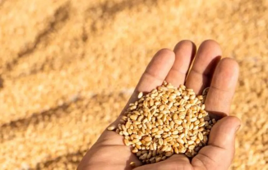 Bareilly News: गेहूं खरीद में लापरवाही पर केंद्र प्रभारी निलंबित, दो क्रय एजेंसियों को कारण बताओ नोटिस जारी