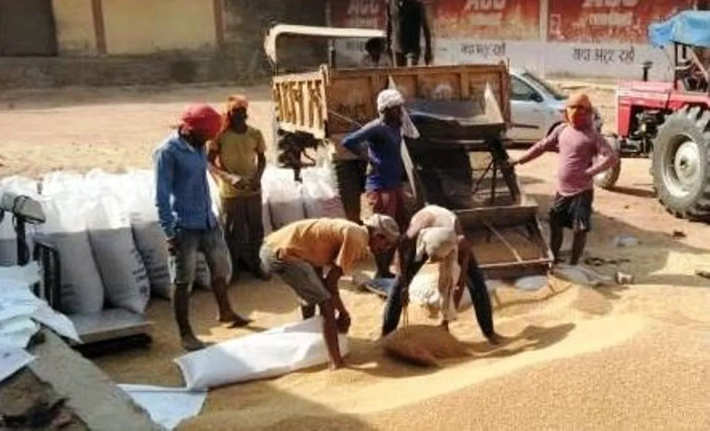 पीलीभीत: दावे, निगरानी और कार्रवाईयां, फिर भी गेहूं खरीद का लक्ष्य पाना नहीं आसान...अब तक 11.18 फीसदी ही हो सकी खरीद
