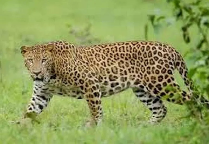 हल्द्वानी: अज्ञात वाहन की चपेट में आकर गुलदार की मौत, वन महकमे में हड़कंप