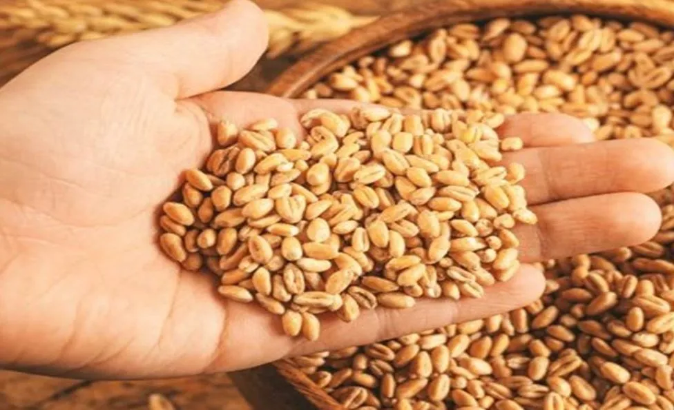 पीलीभीत: कम गेहूं खरीद पर पांच एसडीओ को कारण बताओ नोटिस जारी, तीन दिन में लक्ष्य नहीं छू पाए तो कार्रवाई तय 