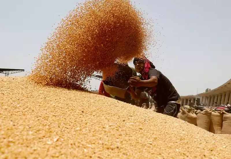 मुरादाबाद : गेहूं खरीद में मुरादाबाद संभाग लखनऊ से आगे, प्रदेश में दूसरा स्थान