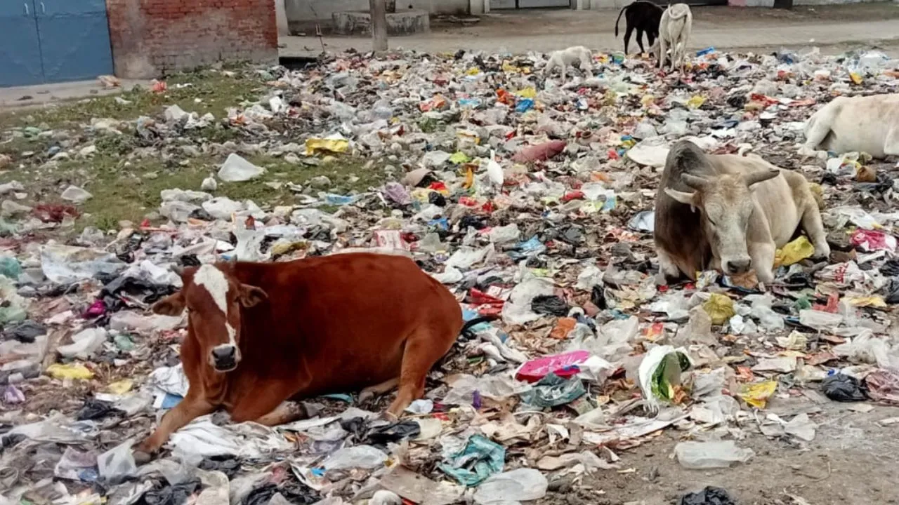Unnao: गोवंशियों को नहीं नसीब हो पाता चारा-पानी, पालीथिन खाकर मौत बुलाने को हो रहे मजबूर