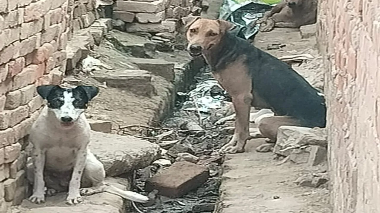 बाराबंकी : प्रतिदिन दो से तीन लोग होते हैं डाग बाइट का शिकार