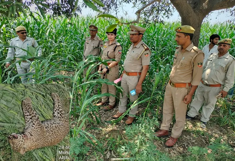 संभल : खेत में सोता दिखा तेंदुआ, साहसी युवक ने खींची फोटो