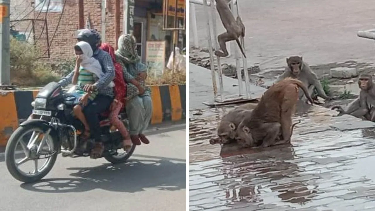 Fatehpur: नौतपा में सूर्यदेव ने उगली आग, कर्फ्यू जैसे बने हालात, 46 डिग्री पहुंचा तापमान, धूप और तपिश से पशु-पक्षी बेहाल