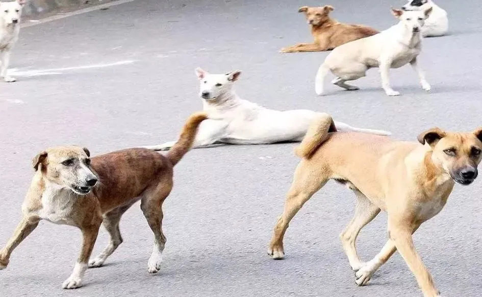 Bareilly News: खूंखार कुत्तों ने तीन बच्चों पर किया हमला, अस्पताल में भर्ती