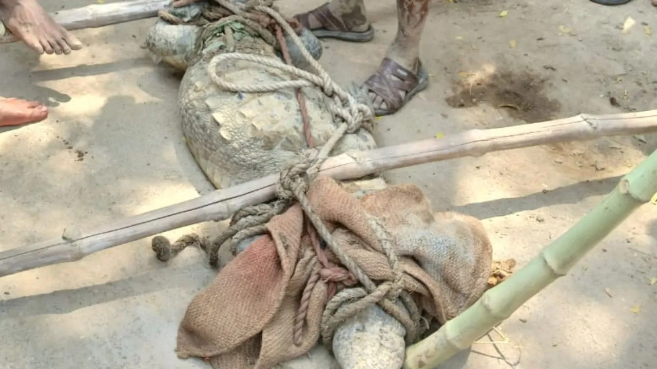 Farrukhabad: मक्के के खेत में मिला मगरमच्छ, किसानों में दहशत, वन विभाग के कर्मियों ने पकड़कर नदी में छोड़ा