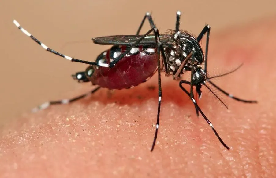 Bareilly News: रोकथाम के बाद भी हर साल बढ़ रहे एक हजार मलेरिया के मरीज, स्वास्थ्य अफसर हैरान 