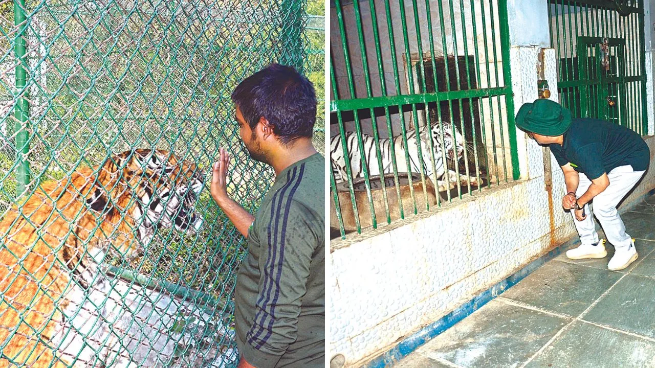 Kanpur: शेर-बाघ पी रहे इलेक्ट्राल और गेंडा नींबू पानी; पशु-पक्षियों को लू से बचाने के लिए प्राणि उद्यान में लगाए कूलर