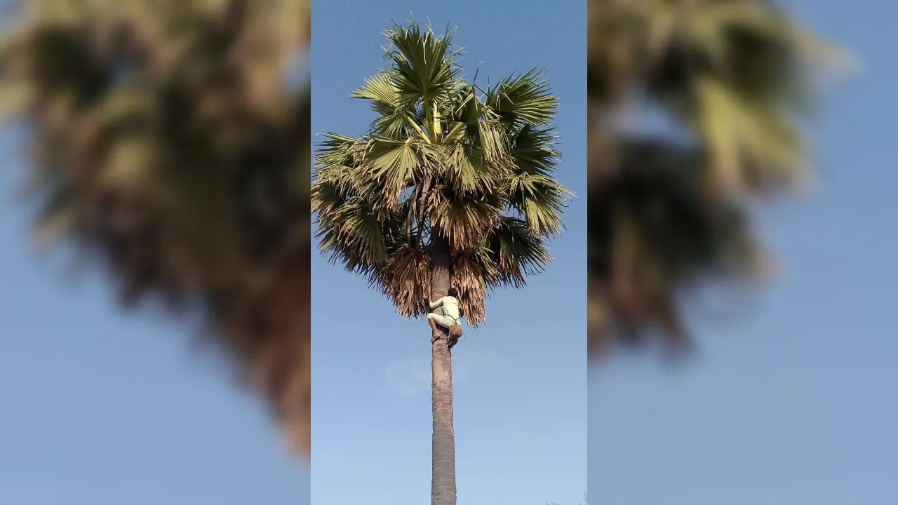 Unnao: केमिकल युक्त ताड़ी बेचकर खुलेआम हो रहा लोगों की जान से खिलवाड़...आबकारी अफसरों की मिलीभगत से हो रहा खेल