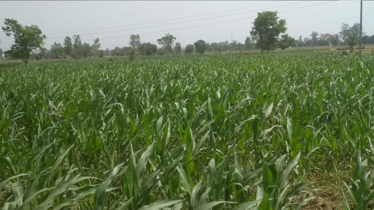 बदायूं: मक्के की फसल के बचाव को कृषि विभाग ने जारी की एडवाइजरी, फसल पर आर्मी वर्म कीट का खतरा