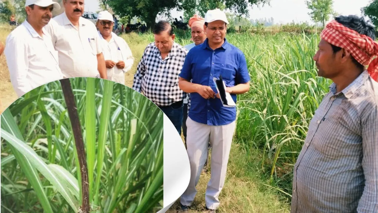 पीलीभीत: रेड रॉट के बाद गन्ने में लगा कंडुआ रोग, हो रहा भारी नुकसान...किसानों की बढ़ी चिंता  