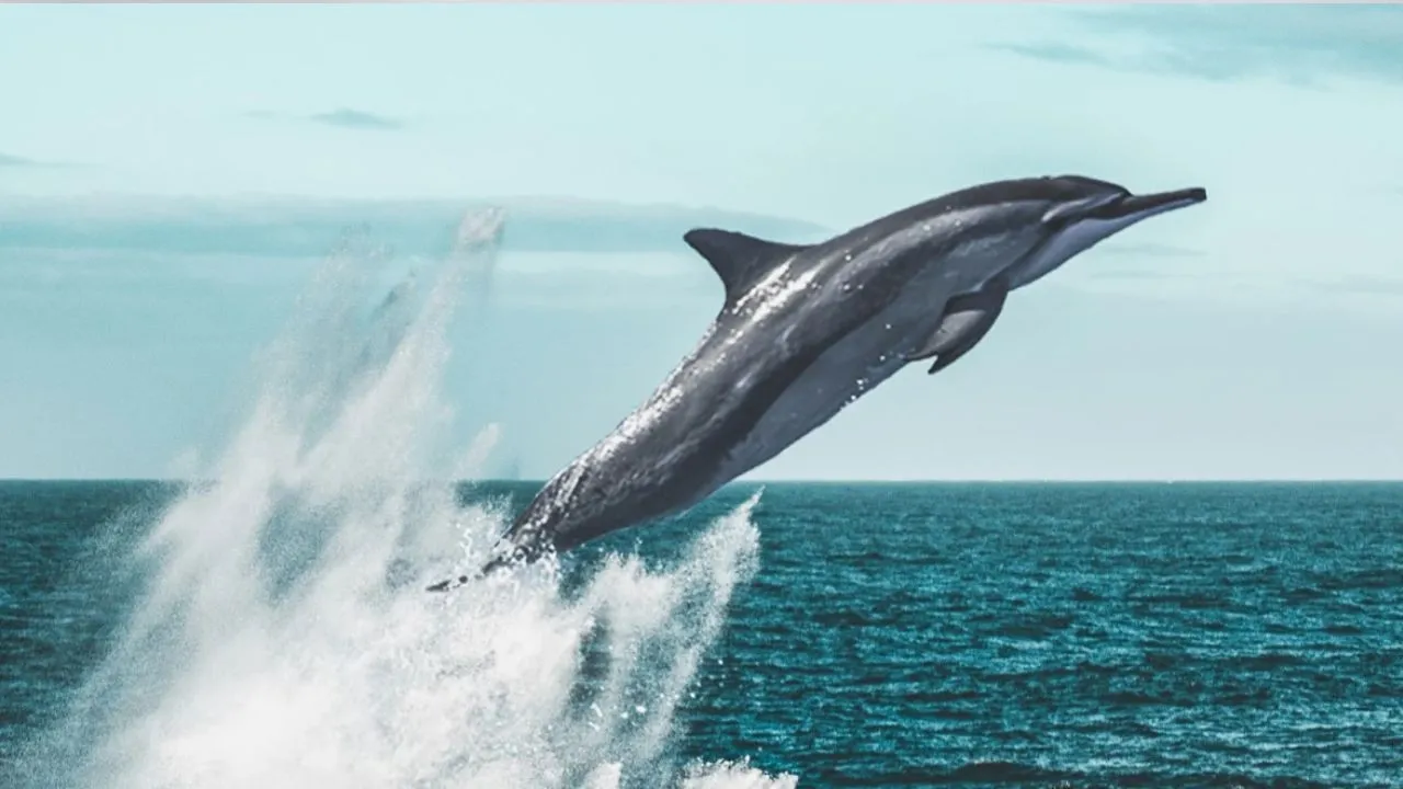 लखीमपुर खीरी: नहर में फंसी डॉल्फिन को 24 घंटे के अभियान के बाद बचाया, घाघरा नदी में वापस छोड़ा 