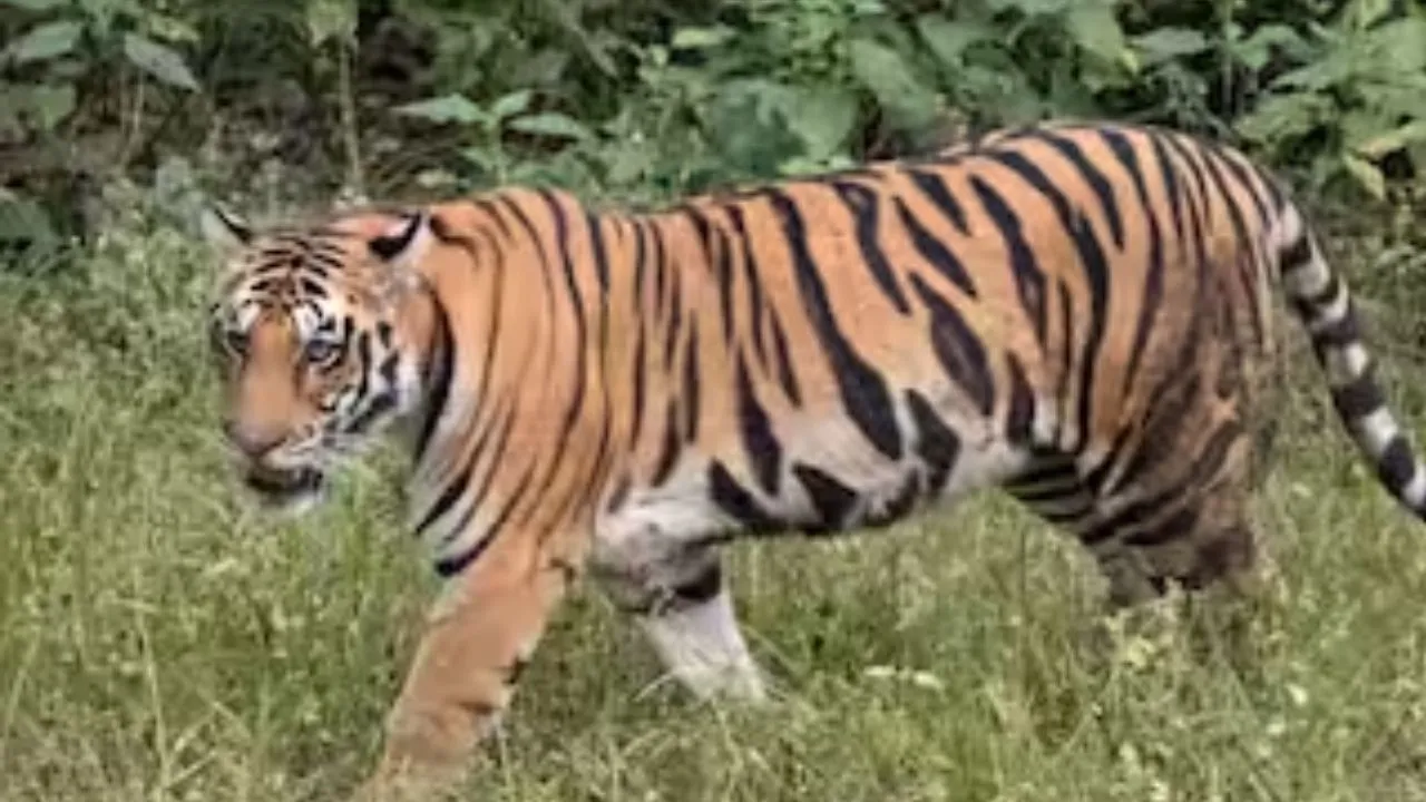 पीलीभीत: हमला बाघ ने किया या अन्य वन्यजीव ने, तीन दिन में पुष्टि नहीं कर सके जिम्मेदार, जिंदगी-मौत के बीच झूल रहा घायल सत्यपाल