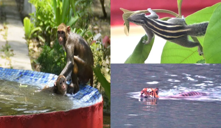 पीलीभीत: गर्मी से इंसान ही नहीं जानवर भी बेहाल, नहर  में लगा रहे छलांग तो कोई फब्बारे से बुझा रहा प्यास