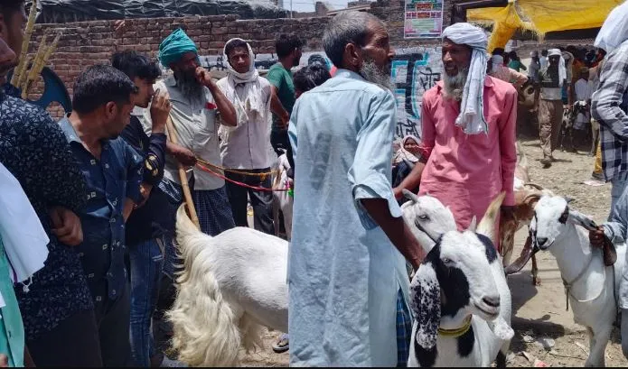 कासगंज: नकासे में कुर्बानी के लिए बकरों की खरीदारी तेज, अब तक 48 लाख का हुआ कारोबार