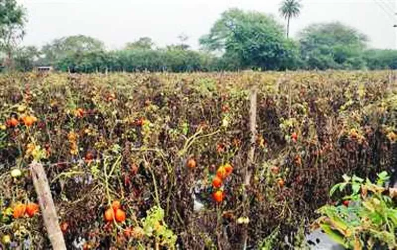 काशीपुर: भीषण गर्मी से टमाटर की 30 से 40 प्रतिशत फसल हुई खराब