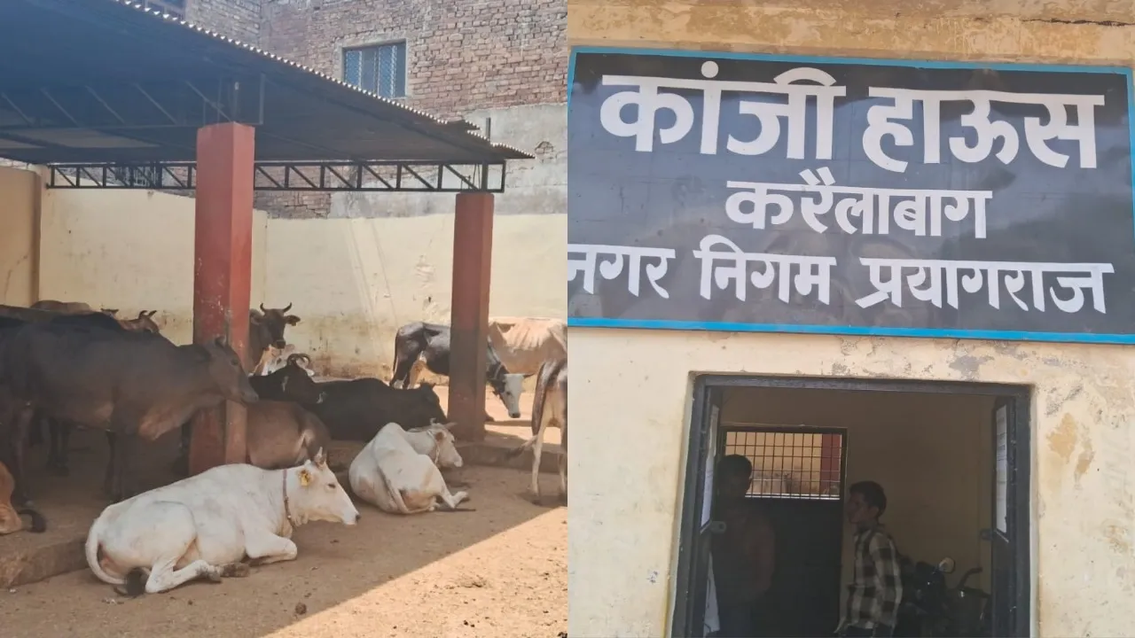 प्रयागराज: कांजी हाउस में भूख और प्यास से बिलबिला रहे मवेशी, अधिकारी बेखबर 