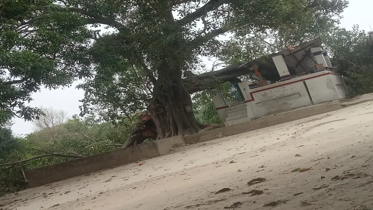 हरदोई: अतरौली में मंदिर के पास पीपल की डाल फटी, दादी घायल-पौत्र की मौत