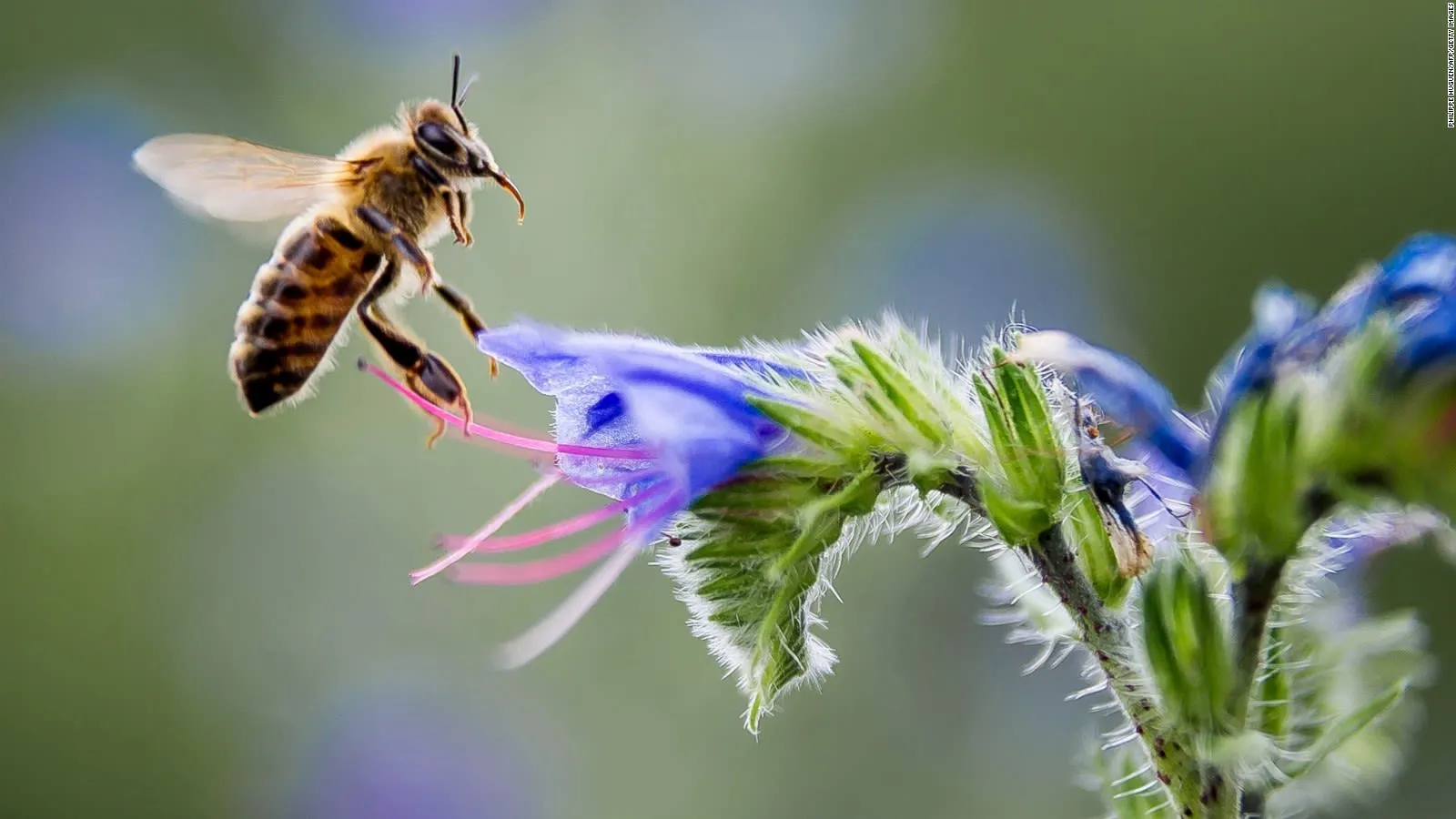 भीमताल में बनेगा भारत का दूसरा हनी-बी पार्क, महिलाओं की आजीविका में होगी वृद्धि 
