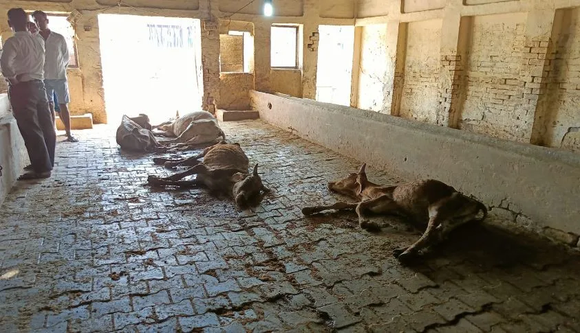 कासगंज: गर्मी की तपिश से गोशालाओं में गोवंश बेहाल, वीडियो वायरल