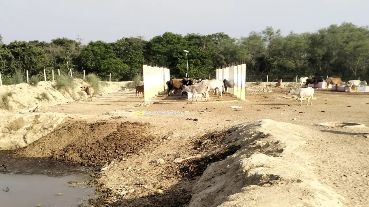 सिद्धाैर ब्लॉक की गौशाला में अव्यवस्थाओं का बोलबाला