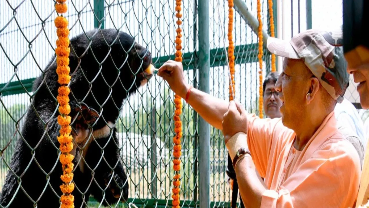 प्राणि उद्यान पहुंचे सीएम योगी, किया पौधरोपण-भालू को खिलाई आइसक्रीम 