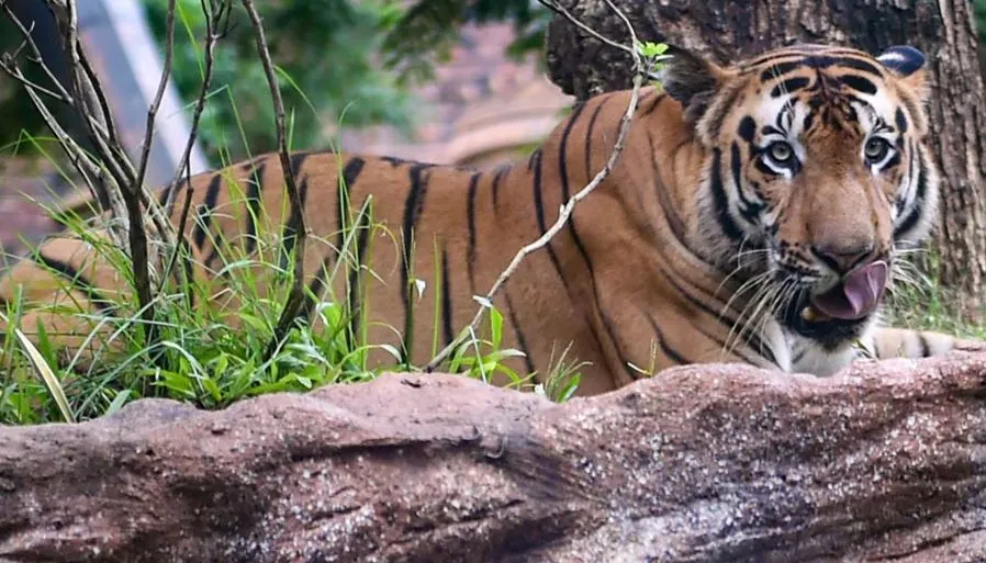 पीलीभीत: बाघ हमले से प्रभावित गांवों में पीटीआर लगवाएगा हेल्थ कैंप, रेडक्रास सोसायटी का रहेगा सहयोग